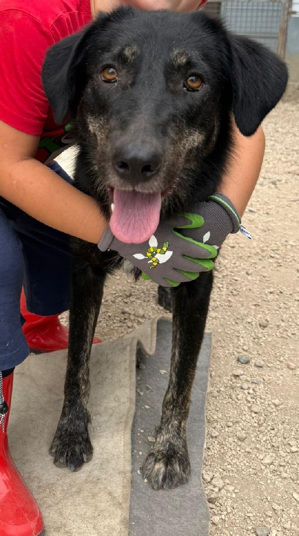 Montana cucciolotta dal carattere tranquillo Foto 5